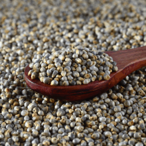 Pearl Millet (Sajjalu / Bajra)