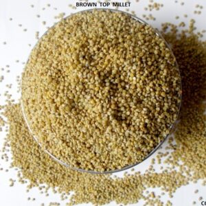 Browntop Millet – Andu Korralu